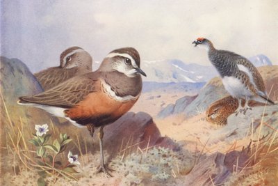 Dotterel, csér (hím és nőstény, nyár) (színes litográfia) alkotó: Archibald Thorburn