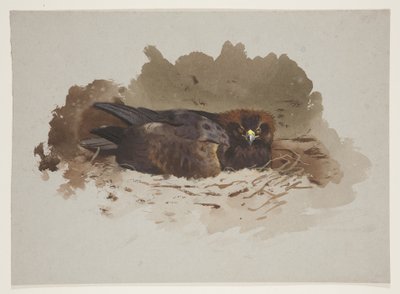 Eagle on nest, 1915 körül (akvarell és testfesték ceruzával, papíron) alkotó: Archibald Thorburn