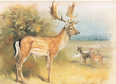Dámszarvas, a Thorburns Mammalsból, a Longmans and Co. kiadásában, c. 1920 alkotó: Archibald Thorburn