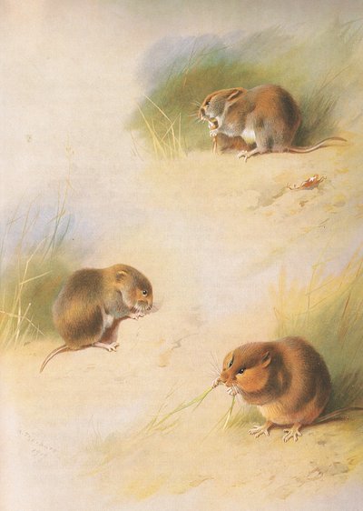 Field Vole, Bank Vole és Orkney Vole, Thorburns Mammals által kiadott Longmans and Co. c. 1920 alkotó: Archibald Thorburn