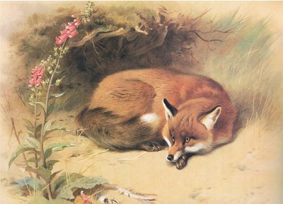 Fox with Foxgloves, a Thorburns Mammalsból, amelyet a Longmans and Co adott ki, c. 1920 alkotó: Archibald Thorburn