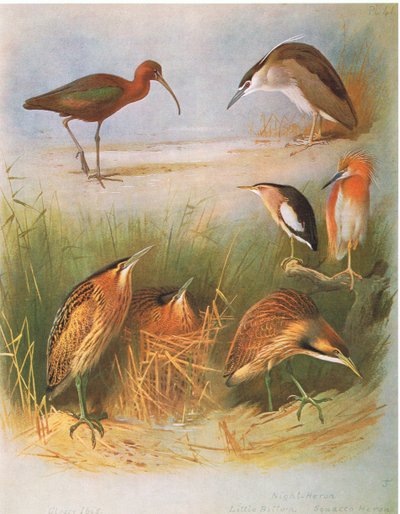 Fényes ibisz, közönséges keselyű, éjszakai kócsag, kis keselyű, squacco kócsag, amerikai keselyű , kiadó: Book Club Associates, 1972. alkotó: Archibald Thorburn