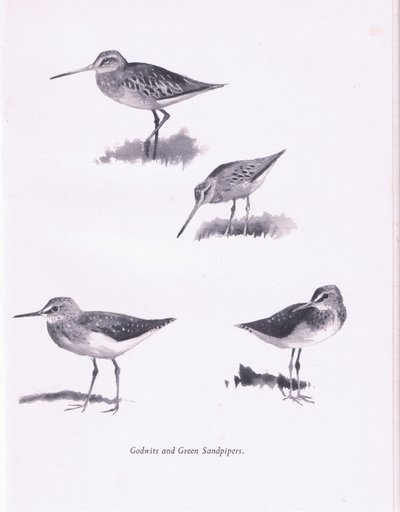 Godwits és Green Sandpipers, 1938 alkotó: Archibald Thorburn
