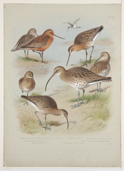 Godwits and curlews, 1915 körül (akvarell és testfesték ceruzával a táblán) alkotó: Archibald Thorburn