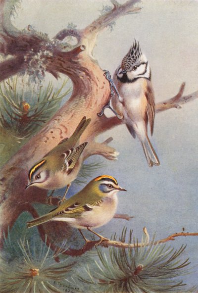 Aranysakál, tűzmadár, címeres cickány (színes lithó) alkotó: Archibald Thorburn