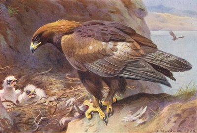 Arany sas (színes litográfia) alkotó: Archibald Thorburn