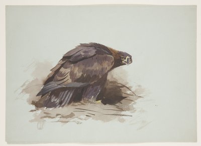 Arany sas, 1915 körül (akvarell és testfesték ceruzával, papíron) alkotó: Archibald Thorburn