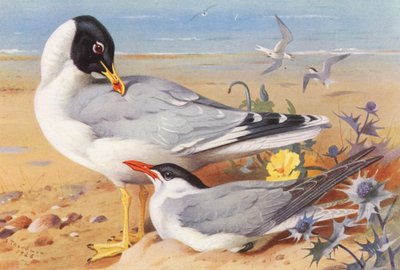 Feketefejű sirály, Kaszpi csér (színes litográfia) alkotó: Archibald Thorburn