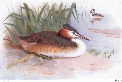 Tarajos vöcsök alkotó: Archibald Thorburn