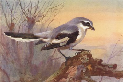 Szürke gébics (színes litográfia) alkotó: Archibald Thorburn