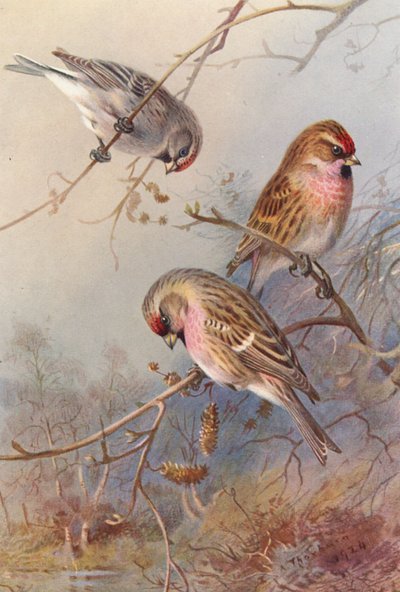 Grönlandi vörösbegy, kis vörösbegy, mézgás vörösbegy (színes litográfia) alkotó: Archibald Thorburn