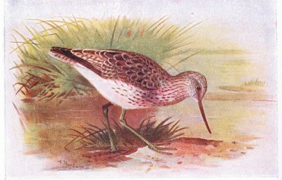 Greenshank, a Brit-szigetek madarai és tojásaiból, a Frederick Warne & Co Ltd, 1958 alkotó: Archibald Thorburn