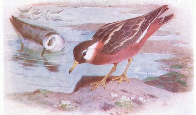 Gray Phalaope (nyár és ősz), a Brit-szigetek madarai és tojásaiból, a Frederick Warne & Co Ltd, 1958 alkotó: Archibald Thorburn