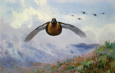 Grouse a repülésben alkotó: Archibald Thorburn