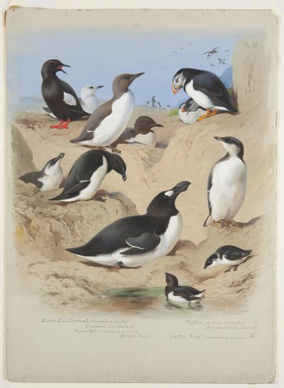 Guillemots, borotvacsőrű, lunda és auks, 1915 körül (akvarell és testfesték gumiarábikummal ceruzával a fedélzeten) alkotó: Archibald Thorburn