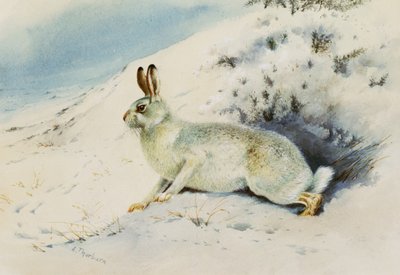 Mezei nyúl alkotó: Archibald Thorburn