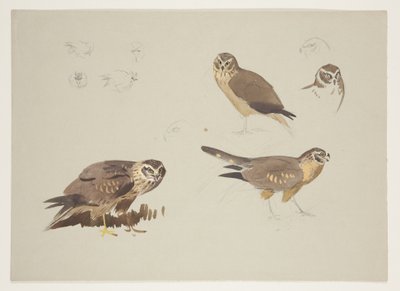 Harrier and ruff, 1915 körül (akvarell és testfesték ceruzával, papíron) alkotó: Archibald Thorburn
