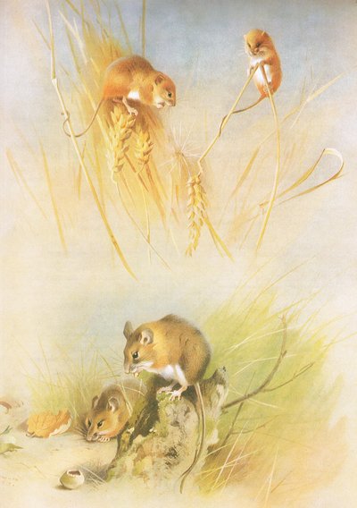 Harvest Mouse and Wood Mouse, a Thorburns Mammalsból, kiadó a Longmans and Co, c. 1920 alkotó: Archibald Thorburn