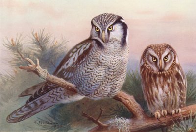 Sólyom-bagoly, Tengmalmi bagoly (színes litográfia) alkotó: Archibald Thorburn