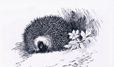 Hedgehog, Nature in Britain kiadó: Collins, 1946 alkotó: Archibald Thorburn