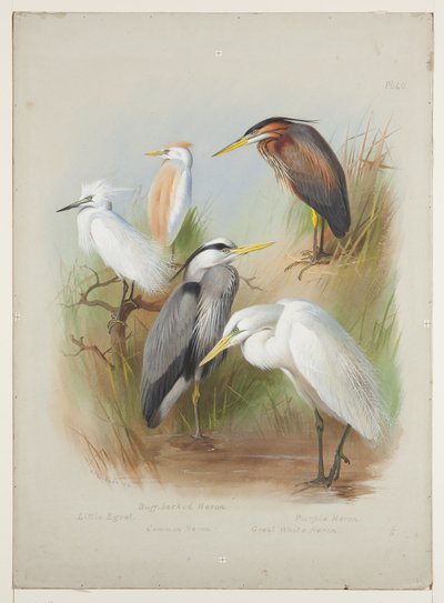 Gémek és kócsag, 1915 körül (akvarell és testfesték ceruzával a fedélzeten) alkotó: Archibald Thorburn