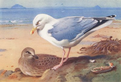 Hering sirály (felnőtt és fiatal) (színes litográfia) alkotó: Archibald Thorburn