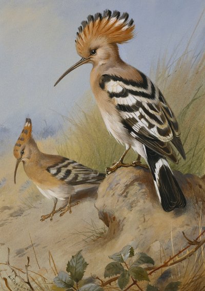 Hoopoes alkotó: Archibald Thorburn