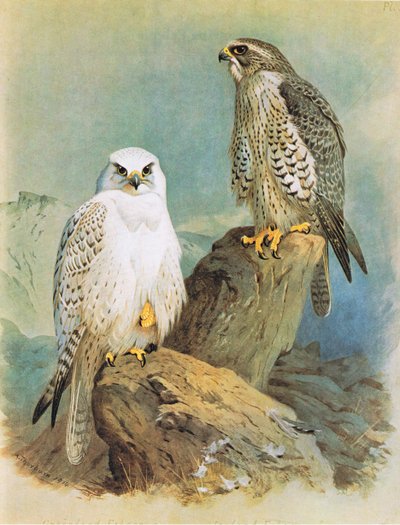 Iceland Falcon és Greenland Falcon, pub. Írta: Book Club Associates, 1972 alkotó: Archibald Thorburn