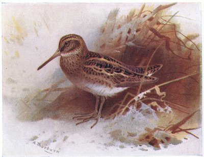 Jack Snipe, a Frederick Warne & Co Ltd. által kiadott Birds of the British Isles and Their Eggsből, 1958 alkotó: Archibald Thorburn