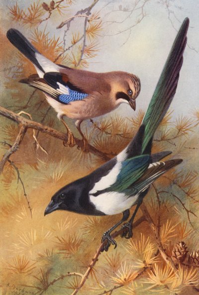 Jay, szarka (színes litográfia) alkotó: Archibald Thorburn