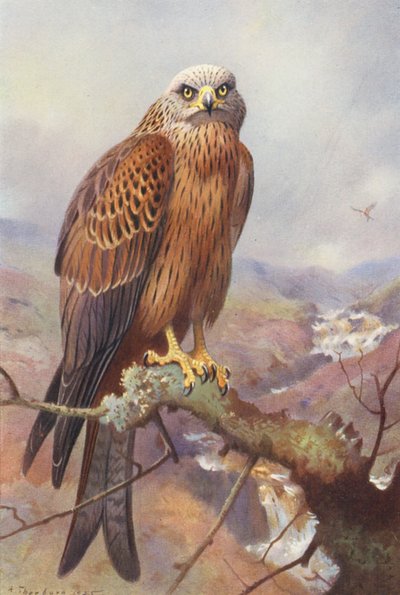 Sárkány (színes litográfia) alkotó: Archibald Thorburn