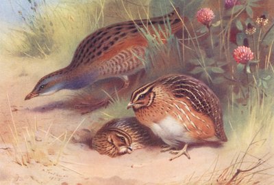 Földikutya, fürj (hím és nőstény) (színes litográfia) alkotó: Archibald Thorburn