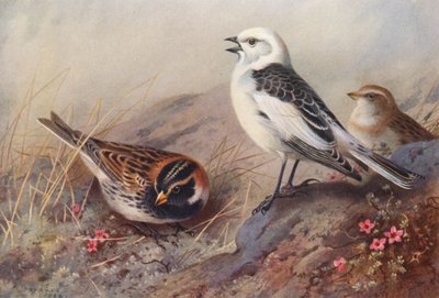 Lappföldi vöcsök, hóbagoly (nyár) (hím és nőstény) (színes lithó) alkotó: Archibald Thorburn