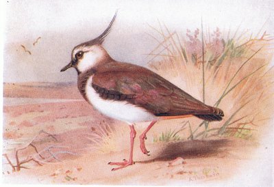 Lapwing, a Brit-szigetek madarai és tojásaiból, a Frederick Warne & Co Ltd, 1958 alkotó: Archibald Thorburn
