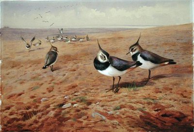Cicák az ekén alkotó: Archibald Thorburn