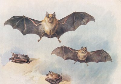 Kisebb patkódenevér és nagyobb patkódenevér, a Thorburns Mammals-ból, a Longmans and Co. kiadásában, c. 1920 alkotó: Archibald Thorburn