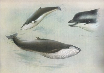 Lesser Rorqual és Rudolphs Rorqual, a Thorburns Mammalsból, amelyet a Longmans and Co adott ki, c. 1920 alkotó: Archibald Thorburn