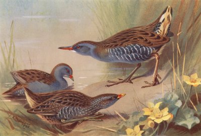 Kis Cincér, Foltos Cincér, Vízisólyom (színes lithó) alkotó: Archibald Thorburn