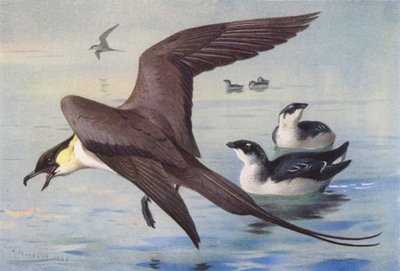 Hosszúfarkú skua, kis kócsag (tél) (színes litográfia) alkotó: Archibald Thorburn