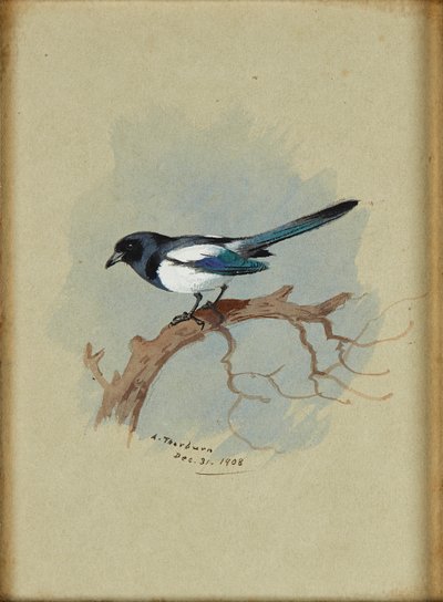 Szarka ágon (tinta és akvarell) alkotó: Archibald Thorburn