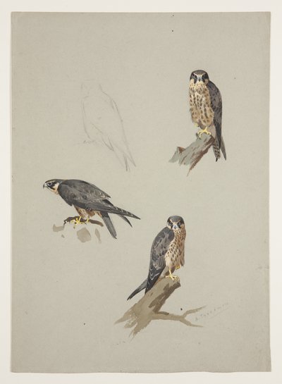 Merlin férfi, 1915 körül (akvarell és testfesték ceruzával, papíron) alkotó: Archibald Thorburn