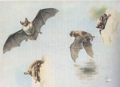 Natterers Bat és Daubentons Bat, a Thorburns Mammalsból, amelyet a Longmans and Co adott ki, c. 1920 alkotó: Archibald Thorburn