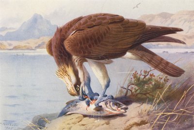 Osprey (színes litográfia) alkotó: Archibald Thorburn