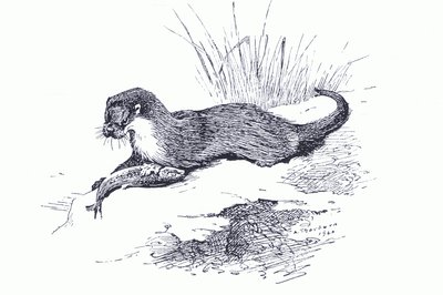 Vidra hallal, a Longmans and Co által kiadott Thorburn
