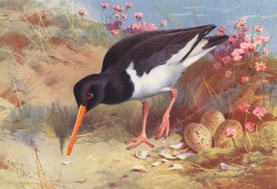 Oyster-Catcher (színes litográfia) alkotó: Archibald Thorburn