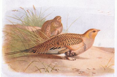 Pallass Sand Grouse, a Brit-szigetek madarai és tojásaiból, a Frederick Warne & Co Ltd, 1958 alkotó: Archibald Thorburn