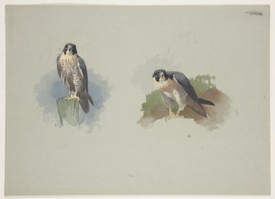 Vándorsólyom hím, 1915 körül (akvarell és testfesték ceruzával, papíron) alkotó: Archibald Thorburn