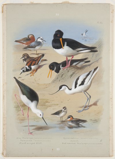Phaleropes, osztrigafogó, avocet, forgókő és gólyalábas, 1915 körül (akvarell és testfesték gumiarábikummal ceruzával a fedélzeten) alkotó: Archibald Thorburn
