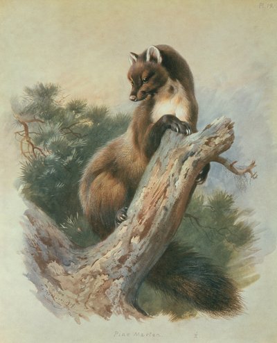 Pine Marten alkotó: Archibald Thorburn