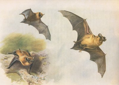 Pipistrelle vagy Common Bat, a Thorburns Mammalsból, amelyet a Longmans and Co adott ki, c. 1920 alkotó: Archibald Thorburn